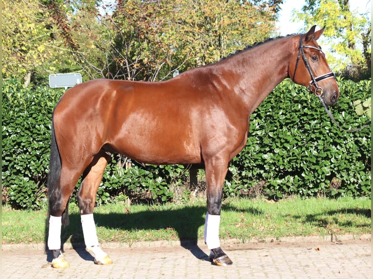 Hannoveraan Ruin 5 Jaar 175 cm Bruin in Selsingen