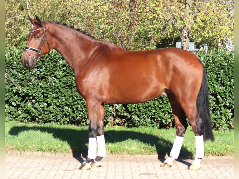 Hannoveraan Ruin 5 Jaar 175 cm Bruin in Selsingen