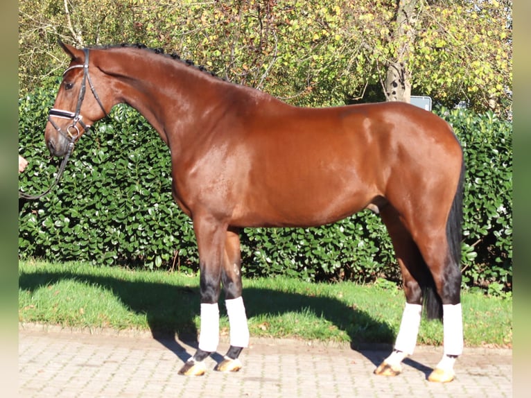 Hannoveraan Ruin 5 Jaar 175 cm Bruin in Selsingen