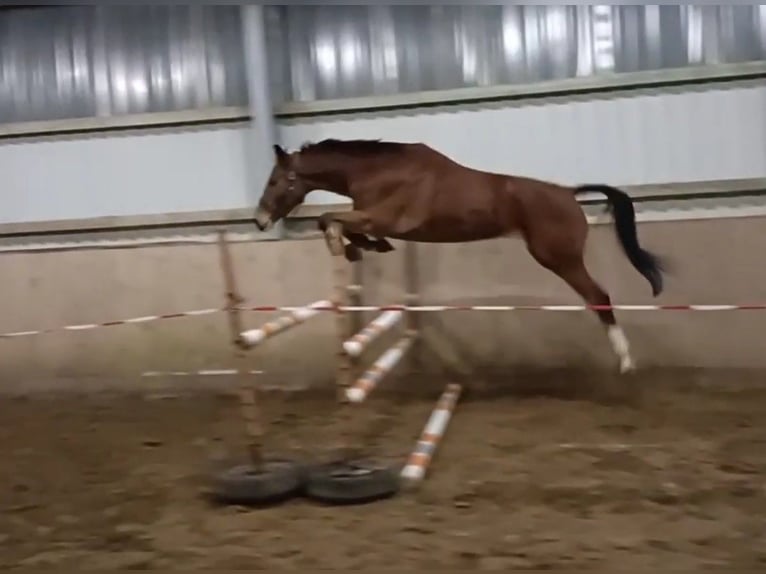 Hannoveraan Ruin 5 Jaar 175 cm Bruin in Hambergen