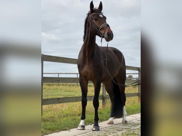 Hannoveraan Ruin 5 Jaar 175 cm Donkerbruin in Hildesheim