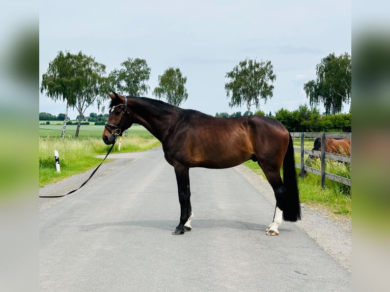 Hannoveraan Ruin 5 Jaar 175 cm Donkerbruin in Hohenhameln