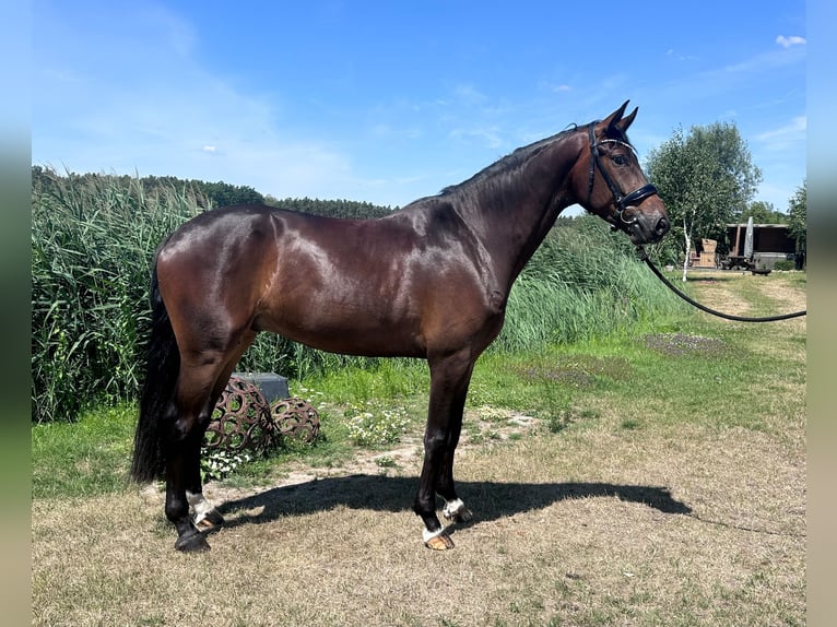 Hannoveraan Ruin 5 Jaar 175 cm Donkerbruin in Weisendorf