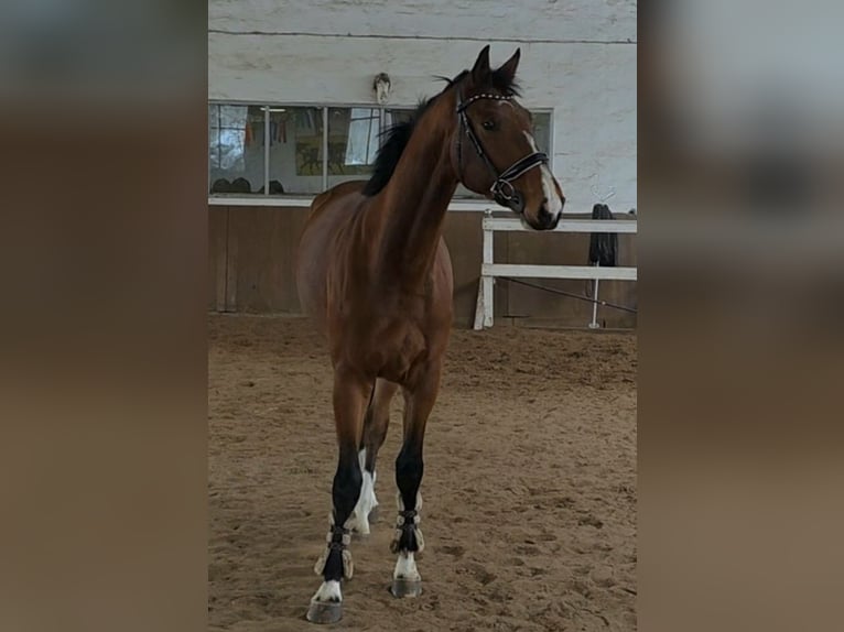 Hannoveraan Ruin 5 Jaar 175 cm Donkerbruin in Braunschweig