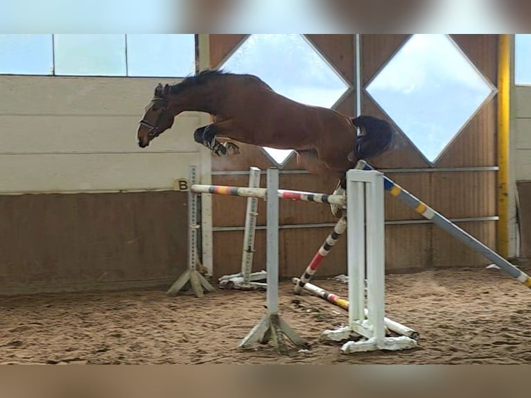 Hannoveraan Ruin 5 Jaar 175 cm Donkerbruin in Braunschweig