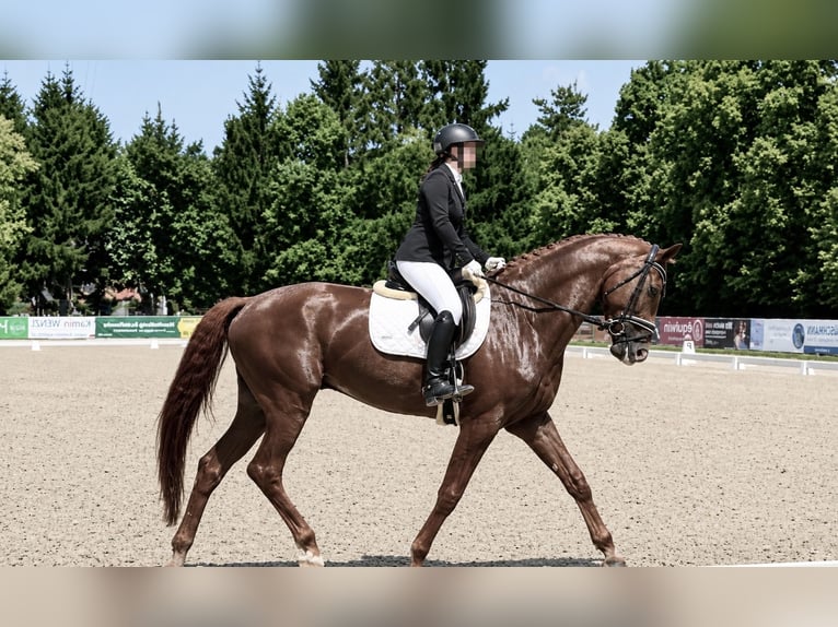 Hannoveraan Ruin 5 Jaar 175 cm Donkere-vos in Davidschlag