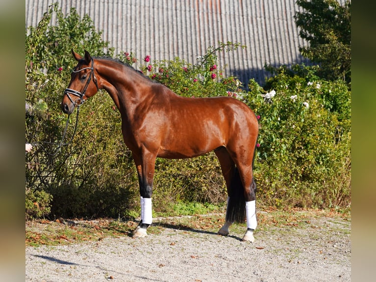 Hannoveraan Ruin 5 Jaar 175 cm in Hohenfelde