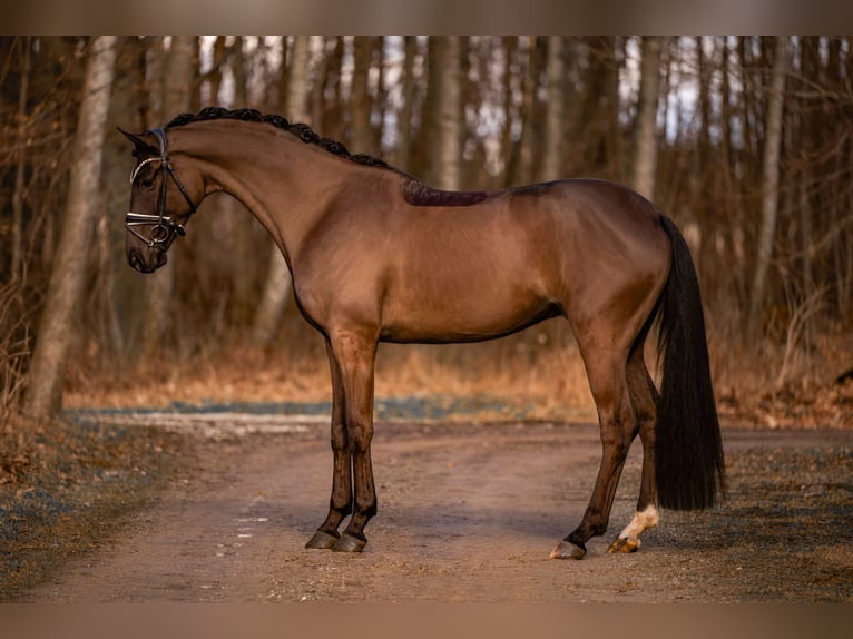 Hannoveraan Ruin 5 Jaar 175 cm Zwartbruin in Wehringen