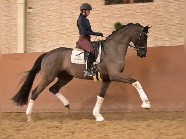 Hannoveraan Ruin 5 Jaar 175 cm Zwartbruin in Wehringen
