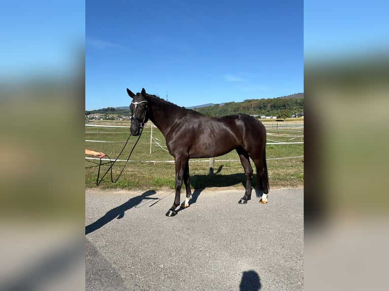 Hannoveraan Ruin 5 Jaar 175 cm Zwartbruin in Rüegsauschachen