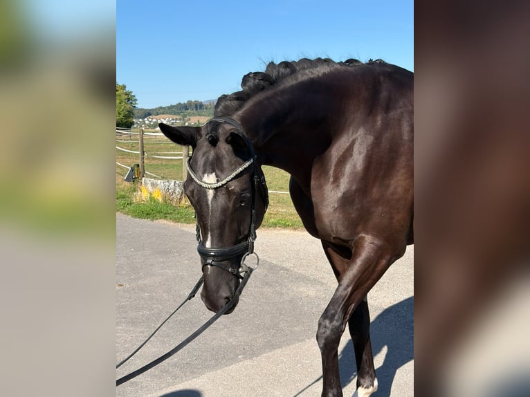 Hannoveraan Ruin 5 Jaar 175 cm Zwartbruin in Rüegsauschachen
