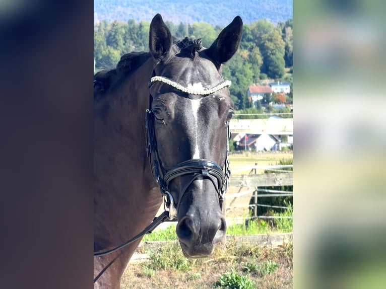 Hannoveraan Ruin 5 Jaar 175 cm Zwartbruin in Rüegsauschachen