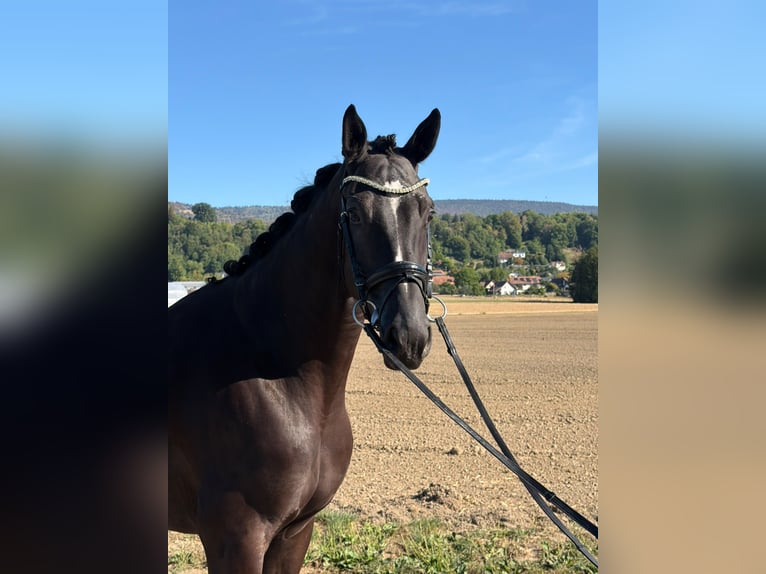 Hannoveraan Ruin 5 Jaar 175 cm Zwartbruin in Rüegsauschachen