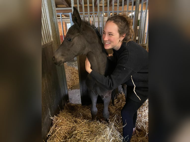 Hannoveraan Ruin 5 Jaar 175 cm Zwartbruin in Rüegsauschachen