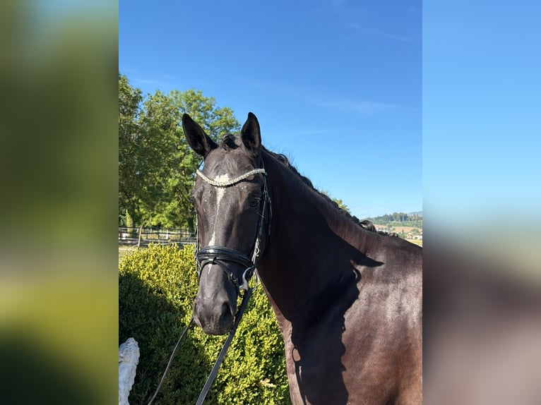 Hannoveraan Ruin 5 Jaar 175 cm Zwartbruin in Rüegsauschachen