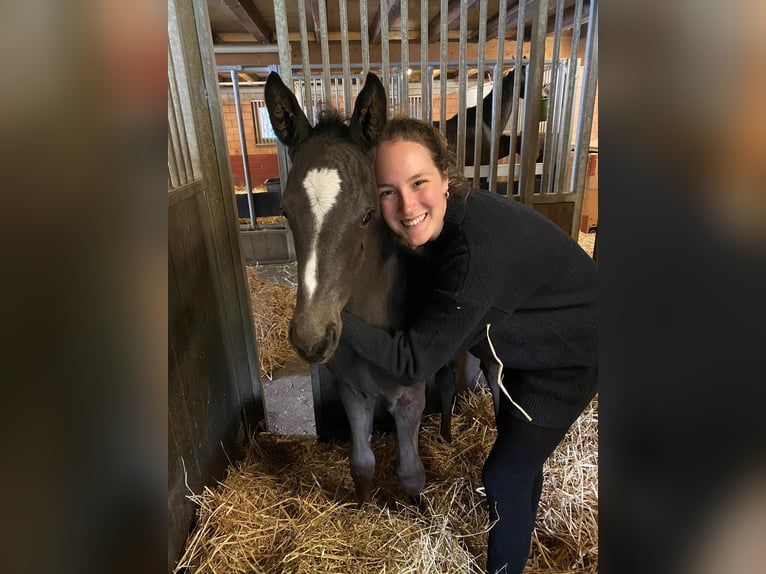 Hannoveraan Ruin 5 Jaar 175 cm Zwartbruin in Rüegsauschachen