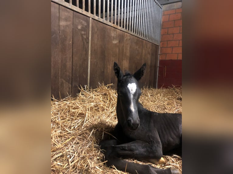 Hannoveraan Ruin 5 Jaar 175 cm Zwartbruin in Rüegsauschachen