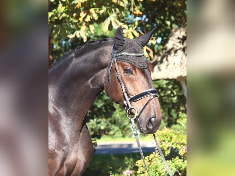 Hannoveraan Ruin 5 Jaar 176 cm Donkerbruin in Selsingen
