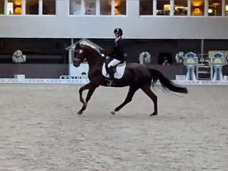 Hannoveraan Ruin 5 Jaar 176 cm Donkere-vos in Potsdam