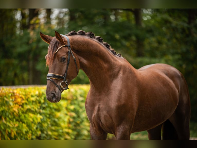 Hannoveraan Ruin 5 Jaar 176 cm Donkere-vos in Wehringen