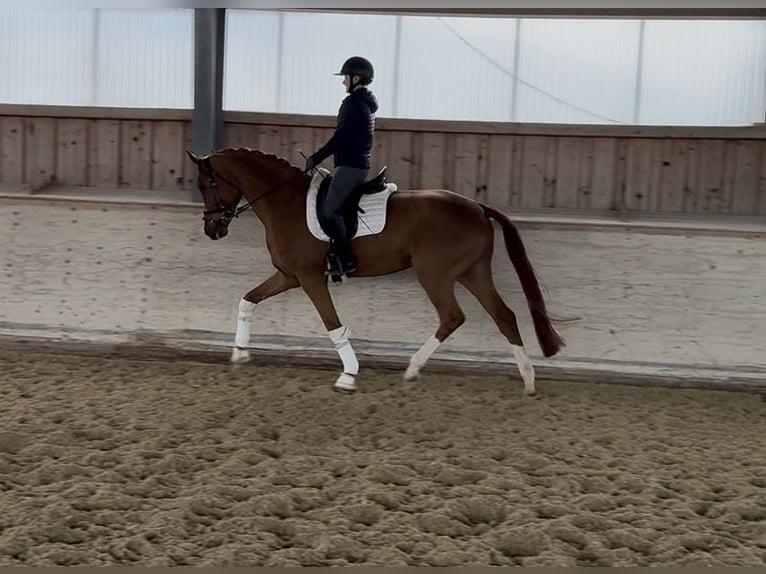 Hannoveraan Ruin 5 Jaar 176 cm Vos in Rosenheim