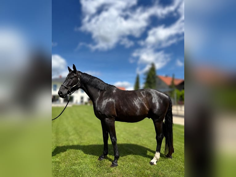 Hannoveraan Ruin 5 Jaar 176 cm Zwart in Bad Urach