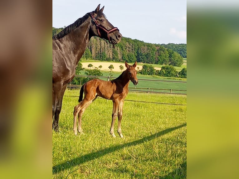 Hannoveraan Ruin 5 Jaar 178 cm Bruin in Bettendorf