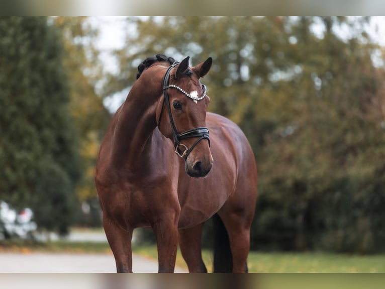 Hannoveraan Ruin 5 Jaar 178 cm Bruin in Lippetal