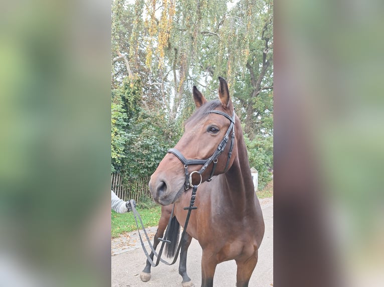 Hannoveraan Ruin 5 Jaar 178 cm Bruin in Gorleben