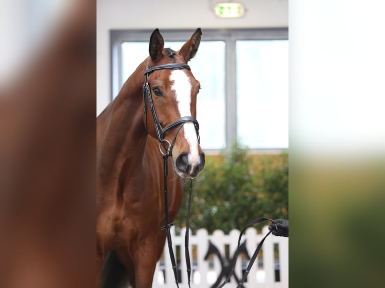 Hannoveraan Ruin 5 Jaar 178 cm Bruin in Verden