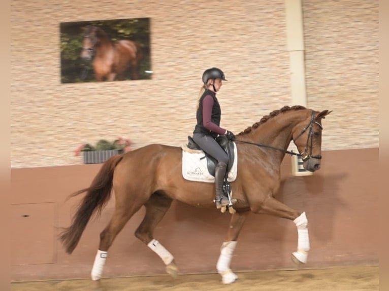 Hannoveraan Ruin 5 Jaar 178 cm Vos in Wehringen