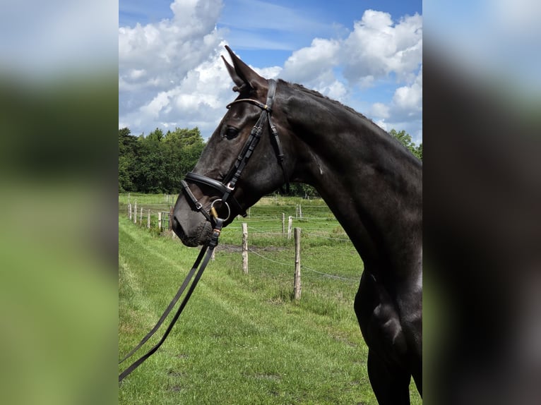 Hannoveraan Ruin 5 Jaar 178 cm Zwart in Loxstedt