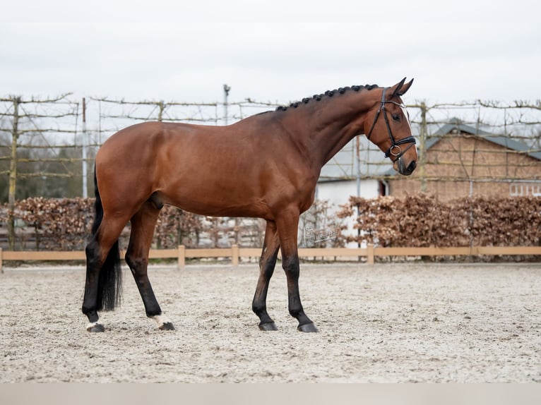 Hannoveraan Ruin 5 Jaar 180 cm Bruin in Heel