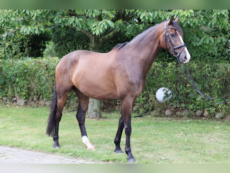 Hannoveraan Ruin 5 Jaar 180 cm Bruin in Hellschen-Heringsand-Unterschaar