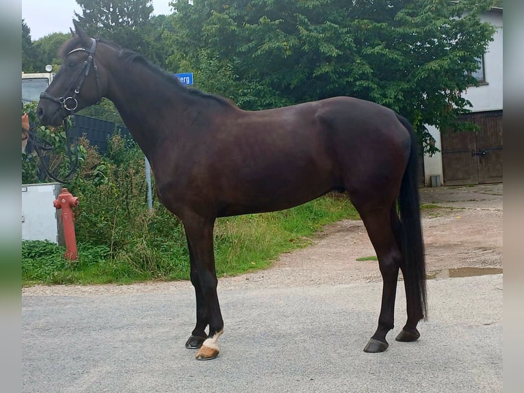 Hannoveraan Ruin 5 Jaar 180 cm Zwart in Dingelstädt