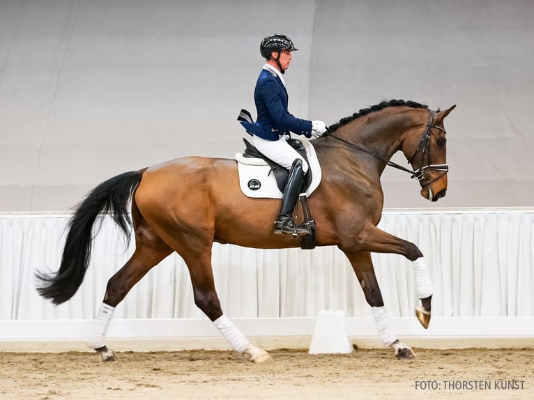 Hannoveraan Ruin 5 Jaar 182 cm Bruin in Verden