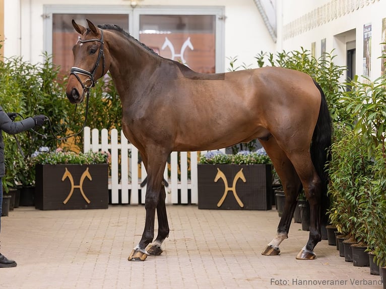 Hannoveraan Ruin 5 Jaar 182 cm Bruin in Verden