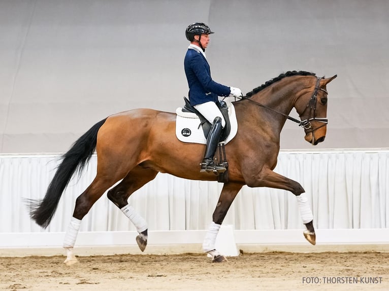 Hannoveraan Ruin 5 Jaar 182 cm Bruin in Verden