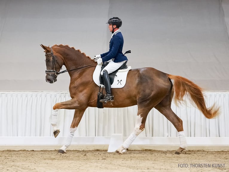 Hannoveraan Ruin 5 Jaar 182 cm Donkere-vos in Verden