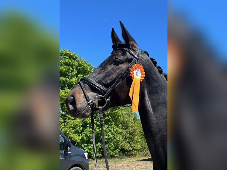 Hannoveraan Ruin 5 Jaar 183 cm Bruin in Griesheim