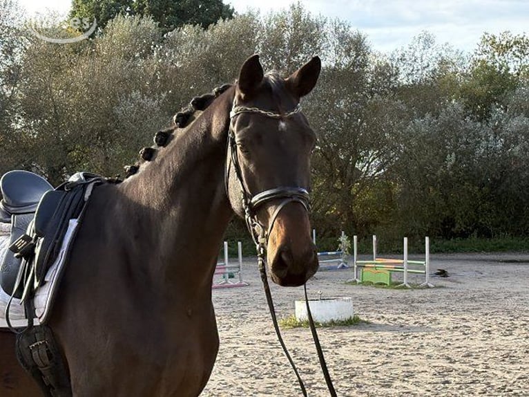Hannoveraan Ruin 5 Jaar 185 cm Donkerbruin in Verden (Aller)