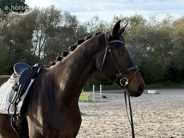 Hannoveraan Ruin 5 Jaar 185 cm Donkerbruin in Verden (Aller)