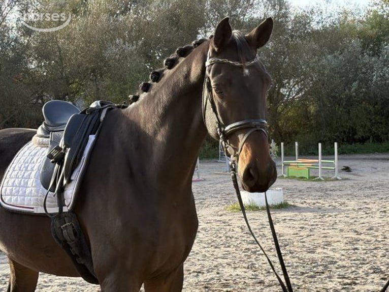 Hannoveraan Ruin 5 Jaar 185 cm Donkerbruin in Verden (Aller)