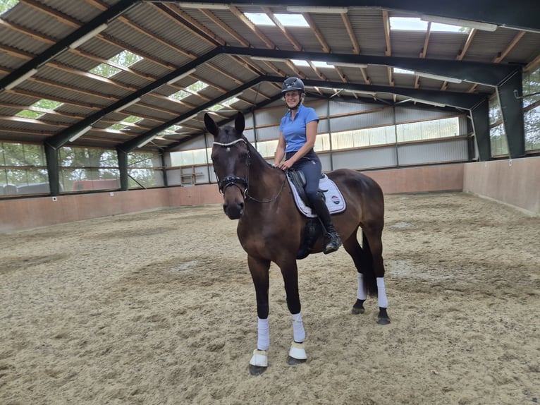 Hannoveraan Ruin 5 Jaar 185 cm Donkerbruin in Oyten