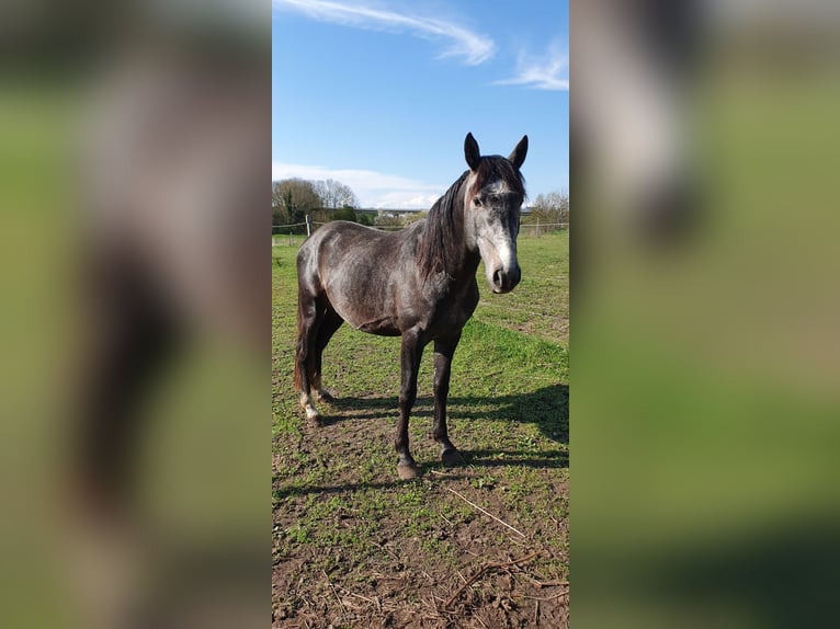 Hannoveraan Mix Ruin 5 Jaar  in Petersberg