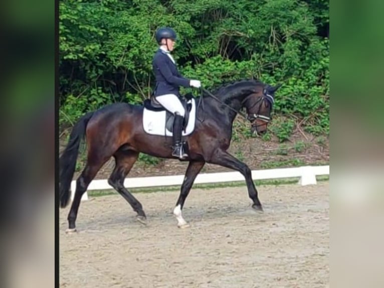 Hannoveraan Ruin 5 Jaar Zwartbruin in Uetze