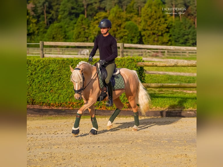 Hannoveraan Ruin 6 Jaar 145 cm Palomino in Pulheim