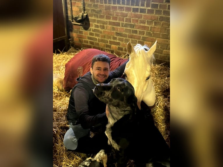 Hannoveraan Ruin 6 Jaar 145 cm Palomino in Pulheim