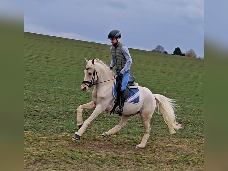 Hannoveraan Ruin 6 Jaar 145 cm Palomino in Pulheim
