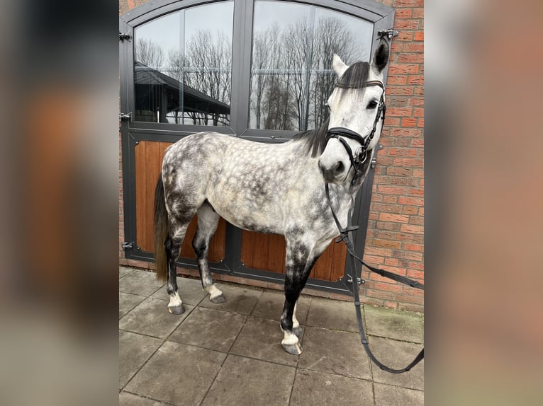 Hannoveraan Ruin 6 Jaar 158 cm Appelschimmel in Ostrhauderfehn